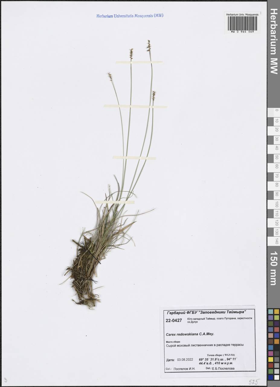 Осока Редовского (C.A.Mey.) T.V.Egorova, Сибирь, Центральная Сибирь (S3) (Россия)