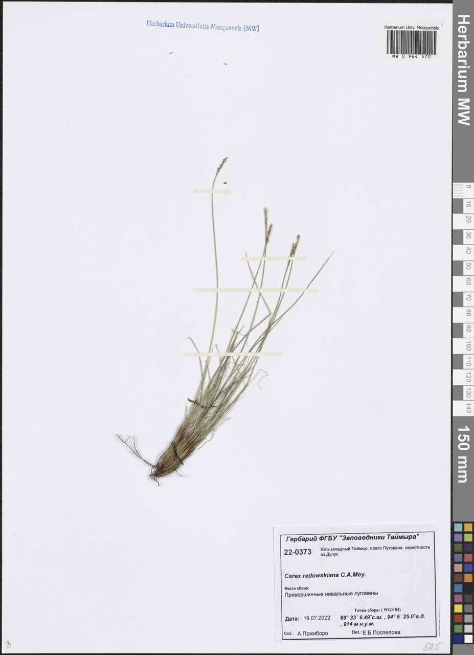 Осока Редовского (C.A.Mey.) T.V.Egorova, Сибирь, Центральная Сибирь (S3) (Россия)