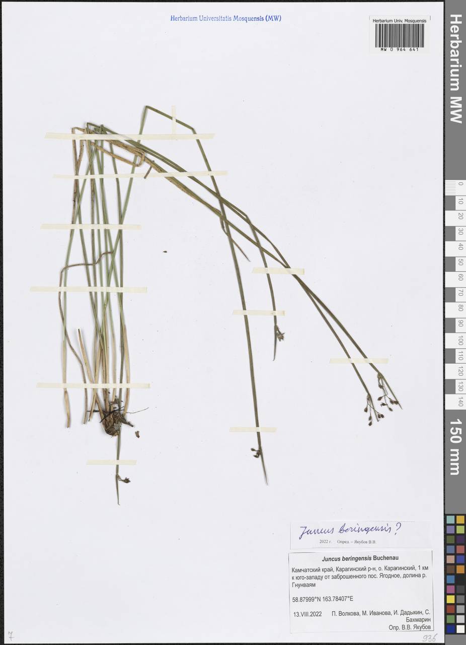 Ситник берингийский Buchenau, Сибирь, Чукотка и Камчатка (S7) (Россия)