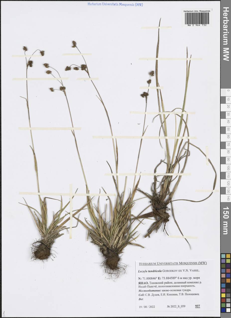 Ожика Чьельмана Miyabe & Kudô, Сибирь, Западная Сибирь (S1) (Россия)