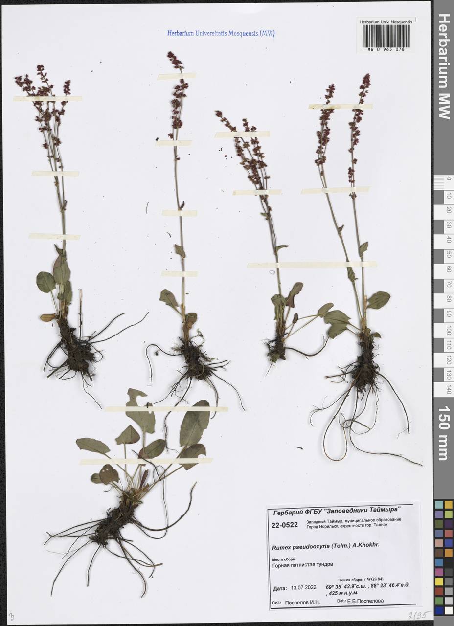 Щавель ложнокислицевый (Tolm.) A. P. Khokhr., Сибирь, Центральная Сибирь (S3) (Россия)