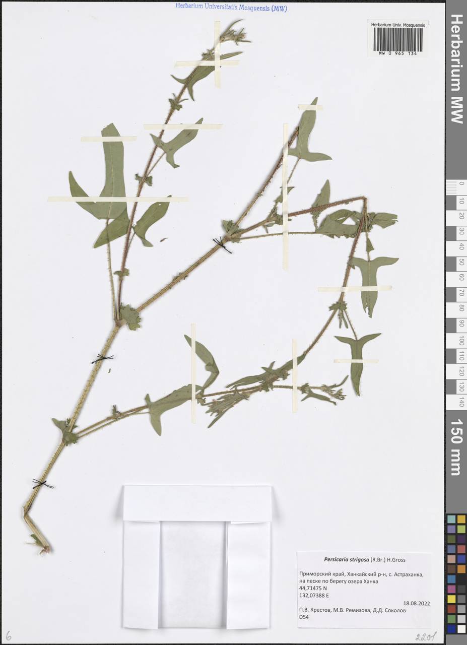 Горец мягкоигольчатый (Meisn.) Nemoto, Сибирь, Дальний Восток (S6) (Россия)