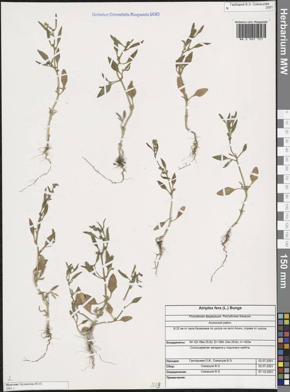 Лебеда дикая (L.) Bunge, Сибирь, Алтай и Саяны (S2) (Россия)