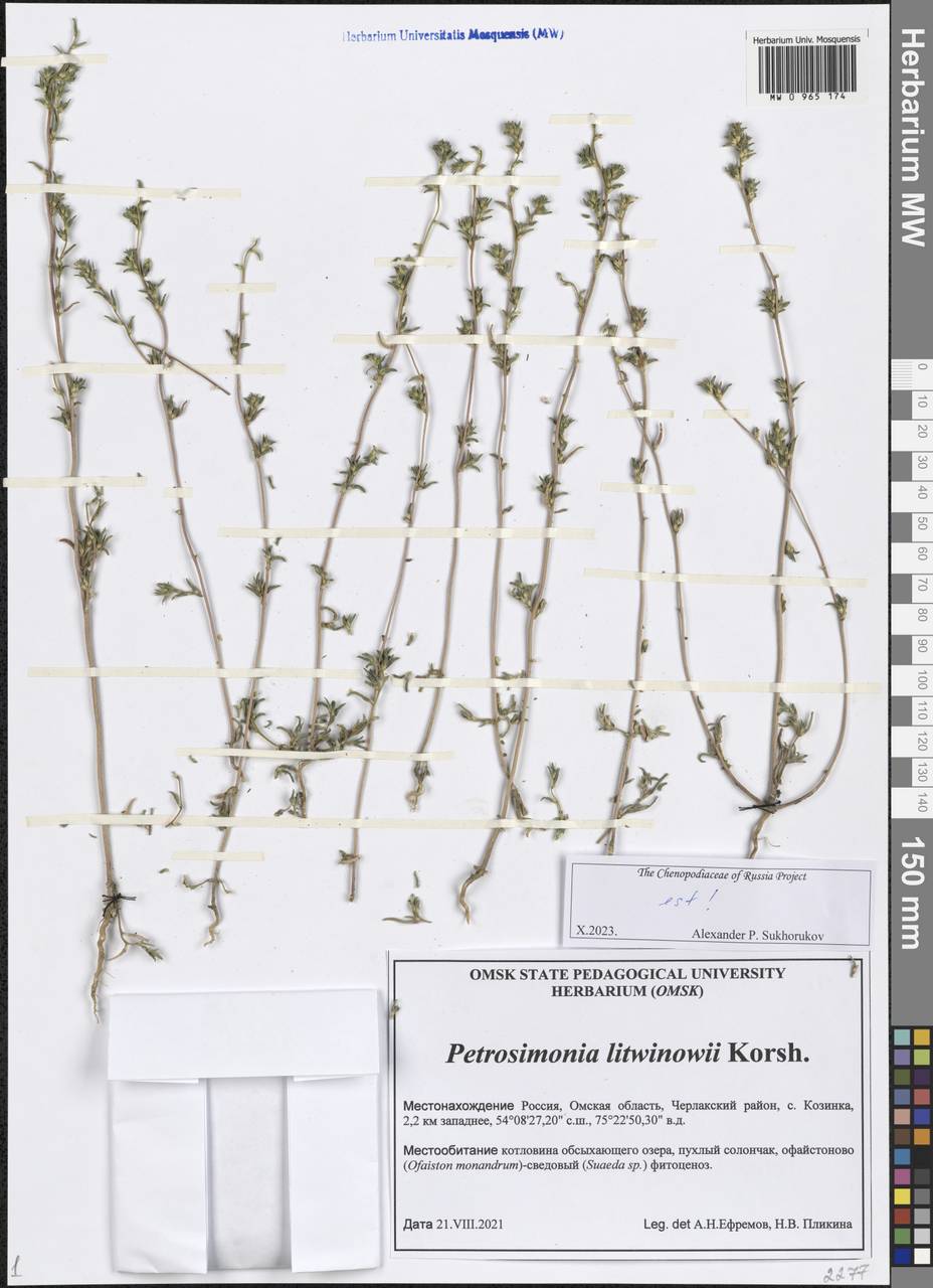 Петросимония Литвинова Korsh., Сибирь, Западная Сибирь (S1) (Россия)