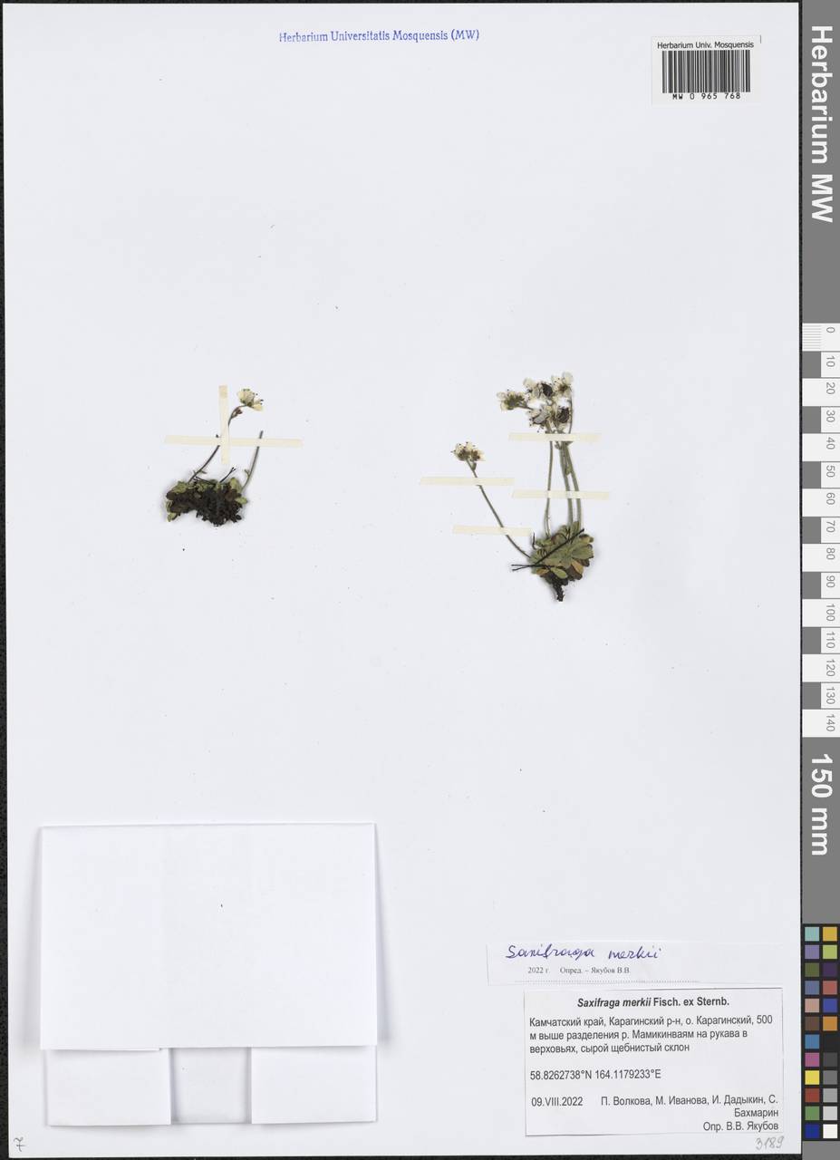 Micranthes merkii subsp. merkii, Сибирь, Чукотка и Камчатка (S7) (Россия)