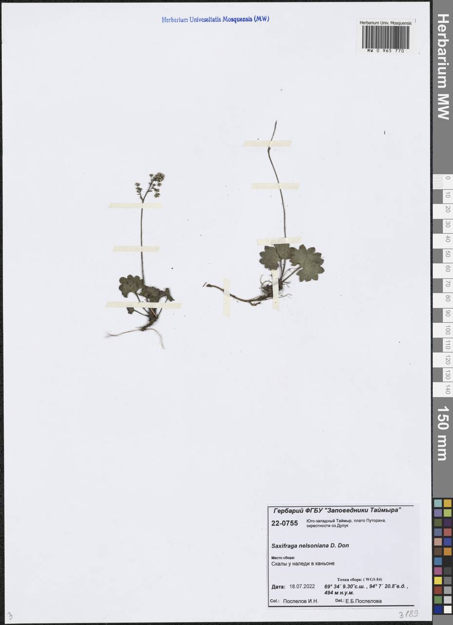 Камнеломка Нельсона, Сибирь, Центральная Сибирь (S3) (Россия)