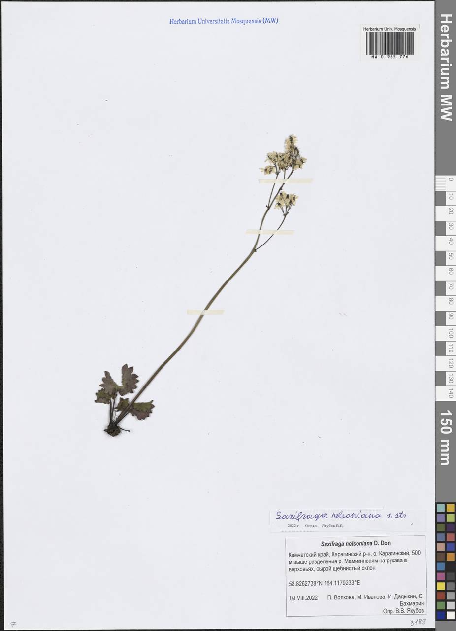 Камнеломка Нельсона, Сибирь, Чукотка и Камчатка (S7) (Россия)