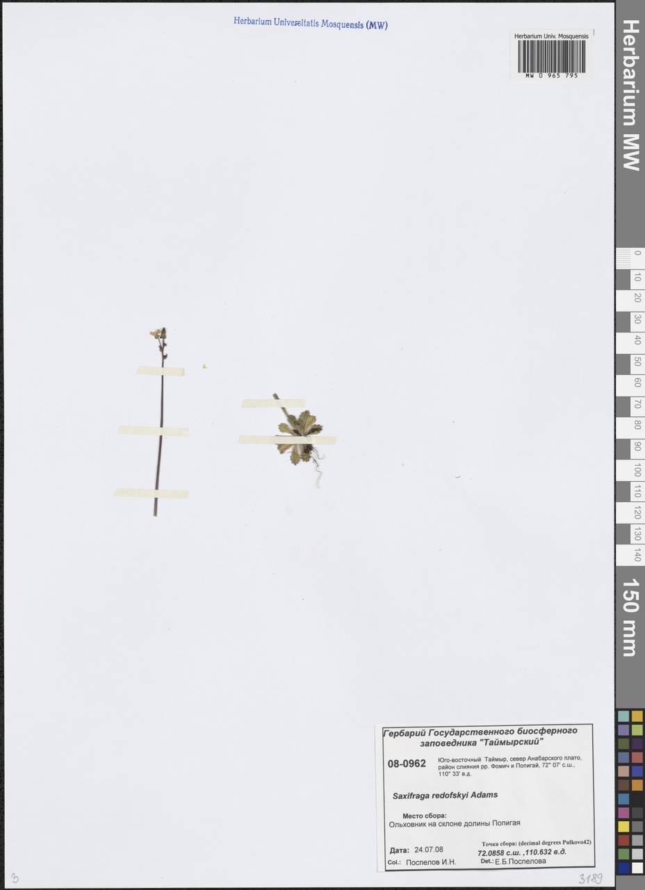 Камнеломка Редовского (Adams) Elven & D. F. Murray, Сибирь, Центральная Сибирь (S3) (Россия)