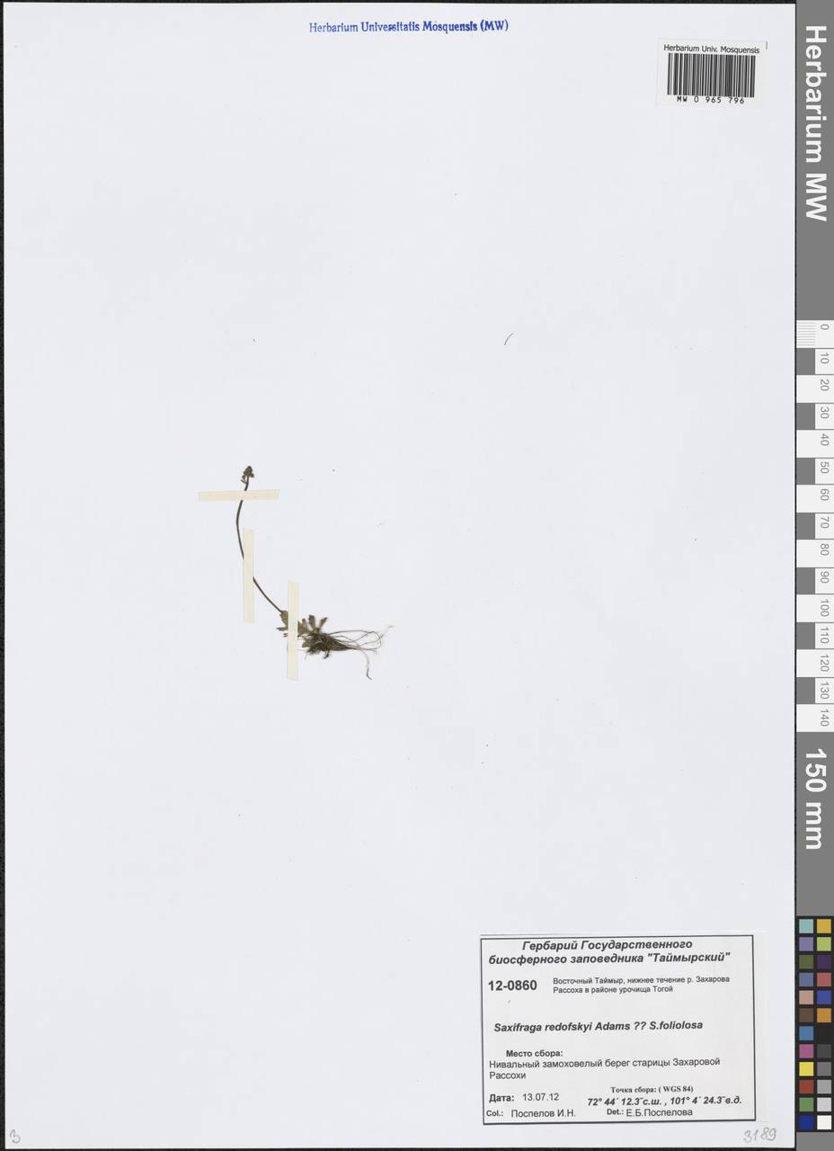 Камнеломка Редовского (Adams) Elven & D. F. Murray, Сибирь, Центральная Сибирь (S3) (Россия)