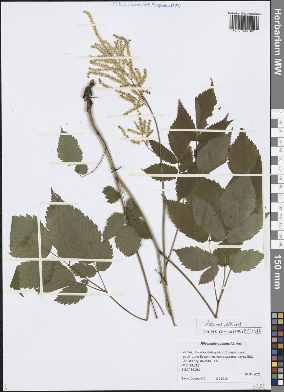 Волжанка лесная Kostel., Сибирь, Дальний Восток (S6) (Россия)