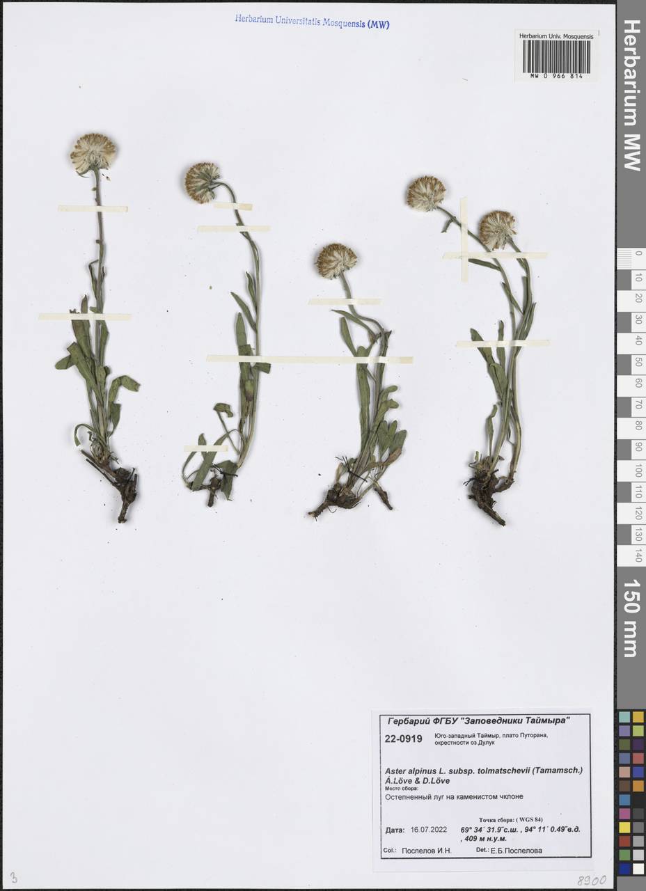Астра змеиногорская (Tamamsch.) Y. Ling, Сибирь, Центральная Сибирь (S3) (Россия)