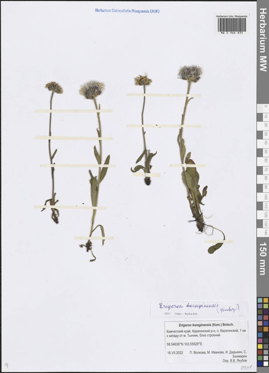 Erigeron alpicola (Makino) Makino, Сибирь, Чукотка и Камчатка (S7) (Россия)