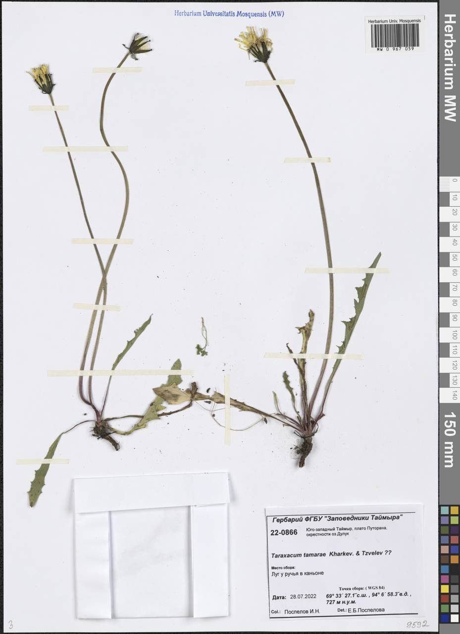 Одуванчик Тамары Kharkev. & Tzvelev, Сибирь, Центральная Сибирь (S3) (Россия)