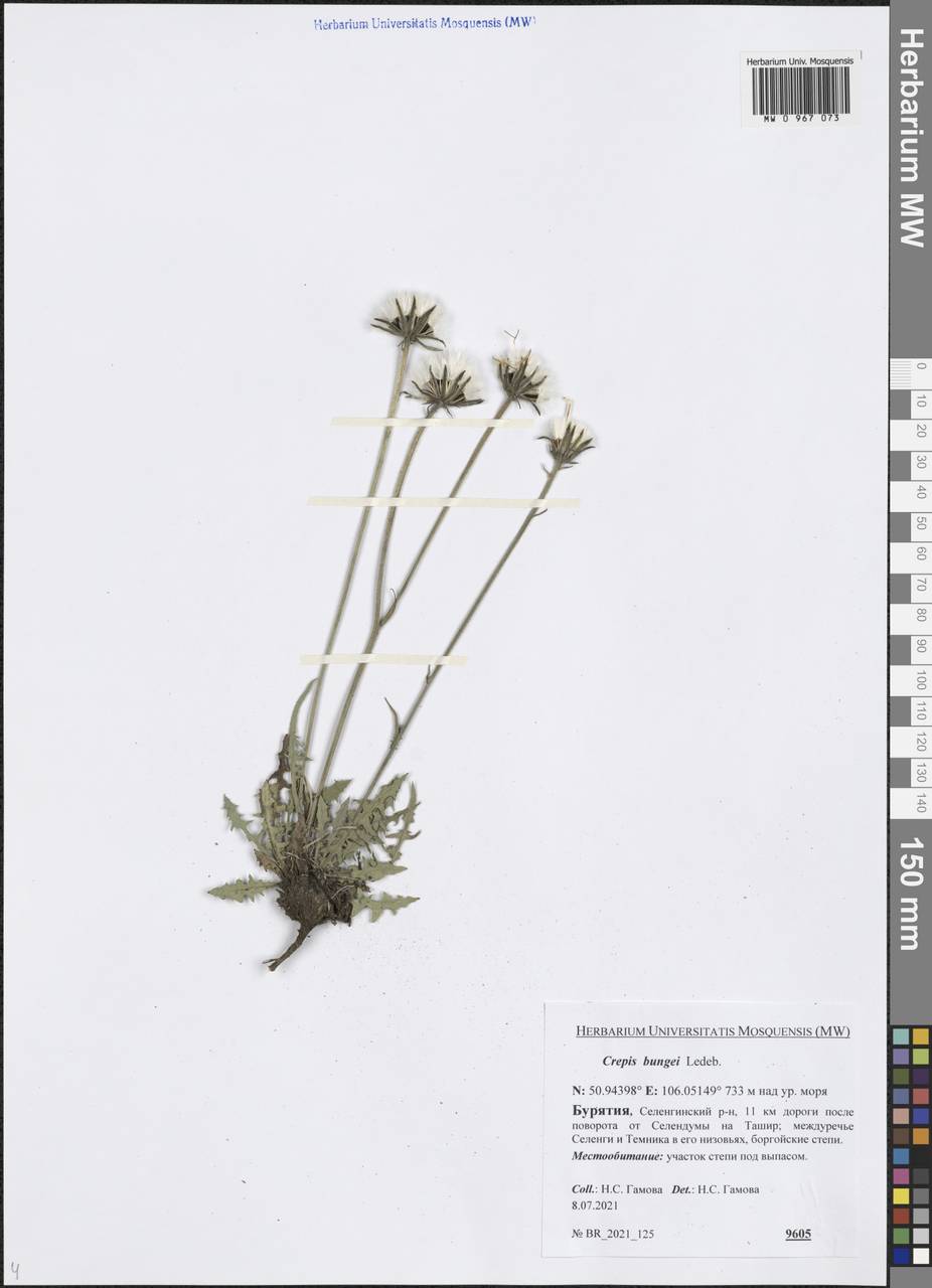 Скерда Бунге Ledeb. ex DC., Сибирь, Прибайкалье и Забайкалье (S4) (Россия)