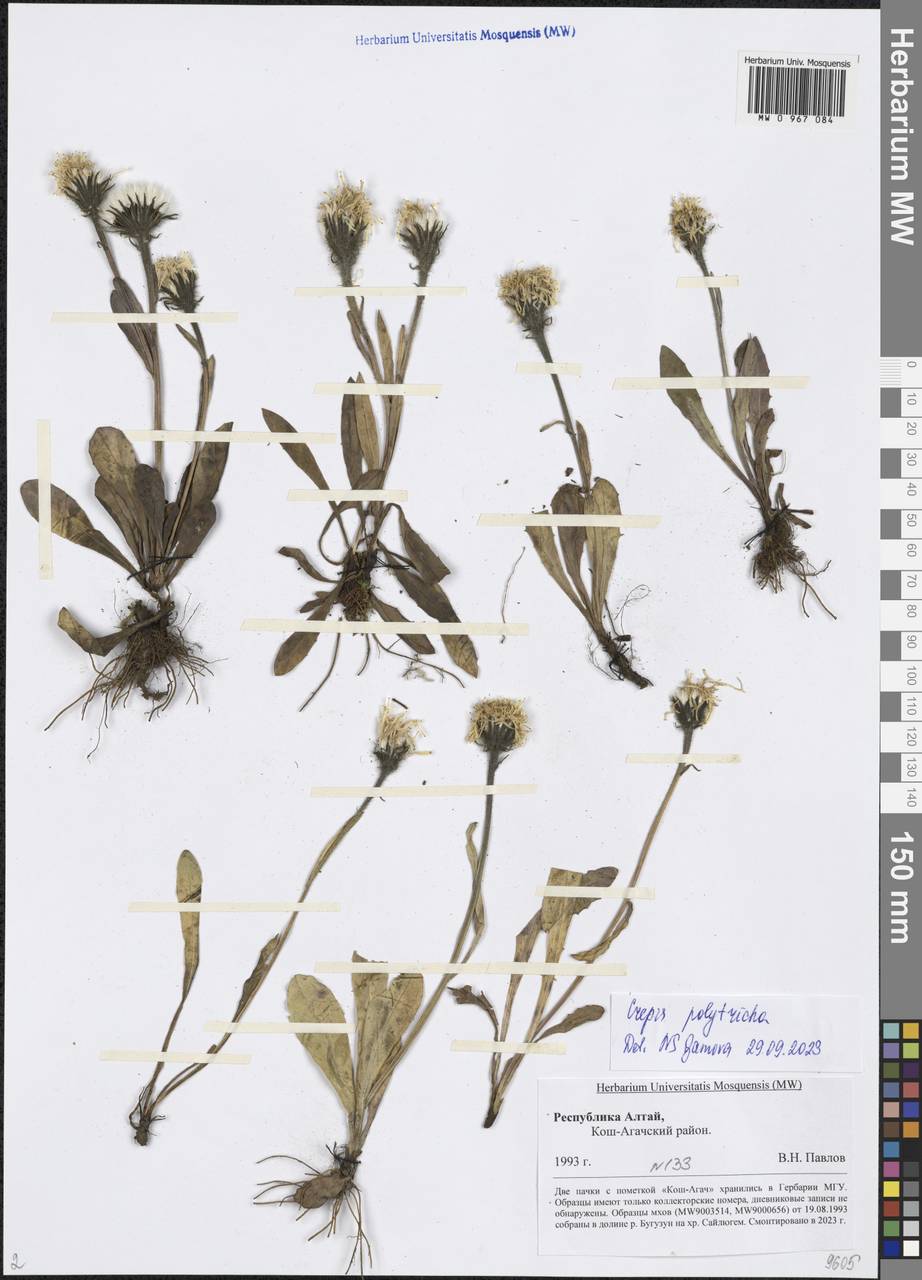 Crepis chrysantha subsp. chrysantha, Сибирь, Алтай и Саяны (S2) (Россия)