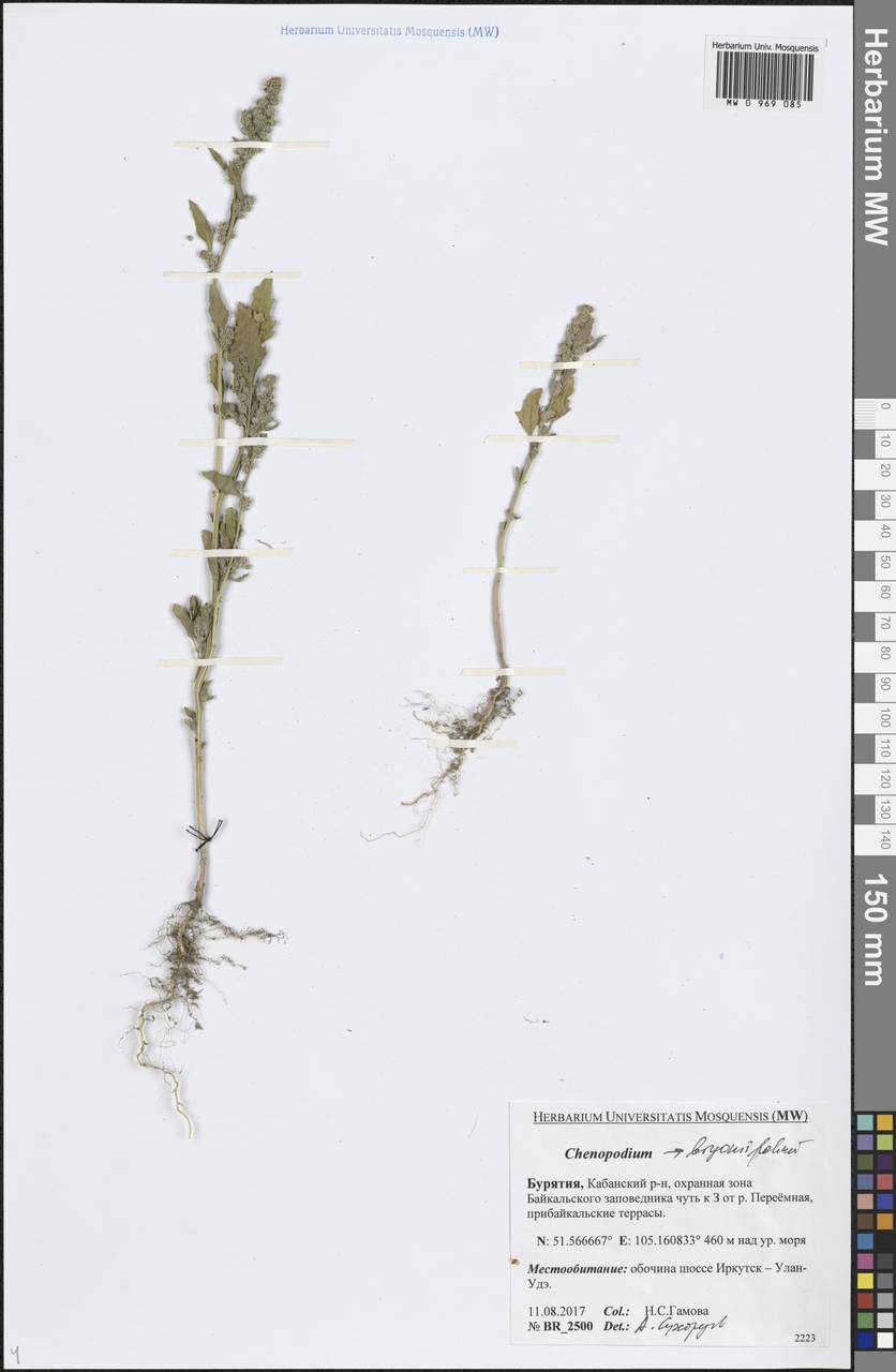 Марь бриониелистная Bunge, Сибирь, Прибайкалье и Забайкалье (S4) (Россия)