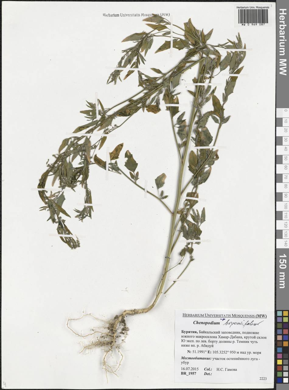 Марь бриониелистная Bunge, Сибирь, Прибайкалье и Забайкалье (S4) (Россия)