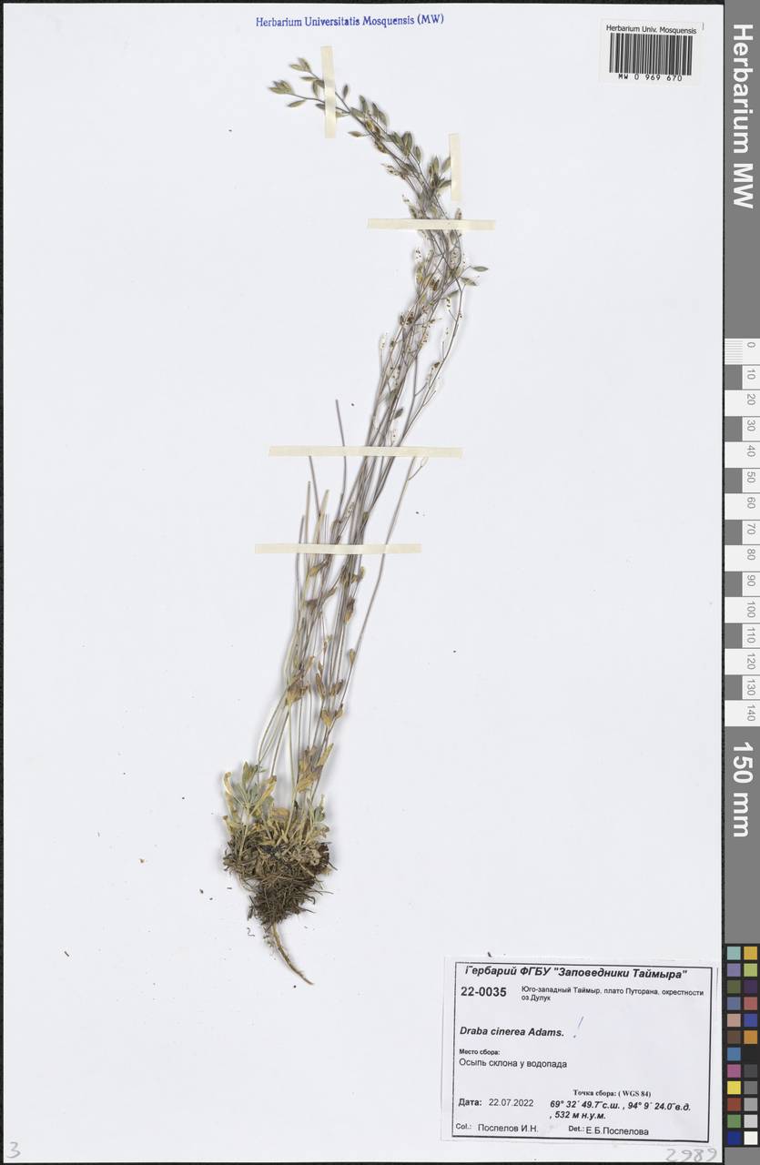 Крупка пепельно-серая, Крупка серая Adams, Сибирь, Центральная Сибирь (S3) (Россия)