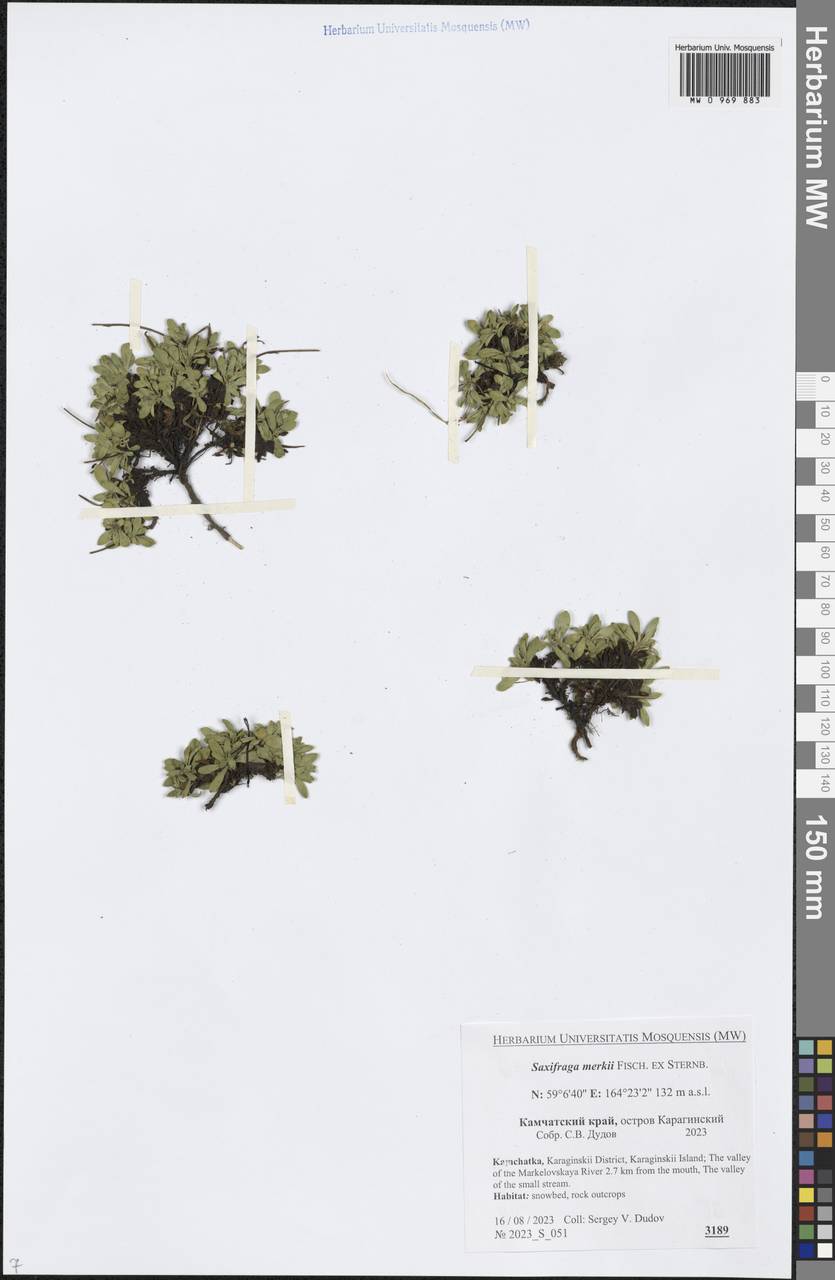 Micranthes merkii subsp. merkii, Сибирь, Чукотка и Камчатка (S7) (Россия)