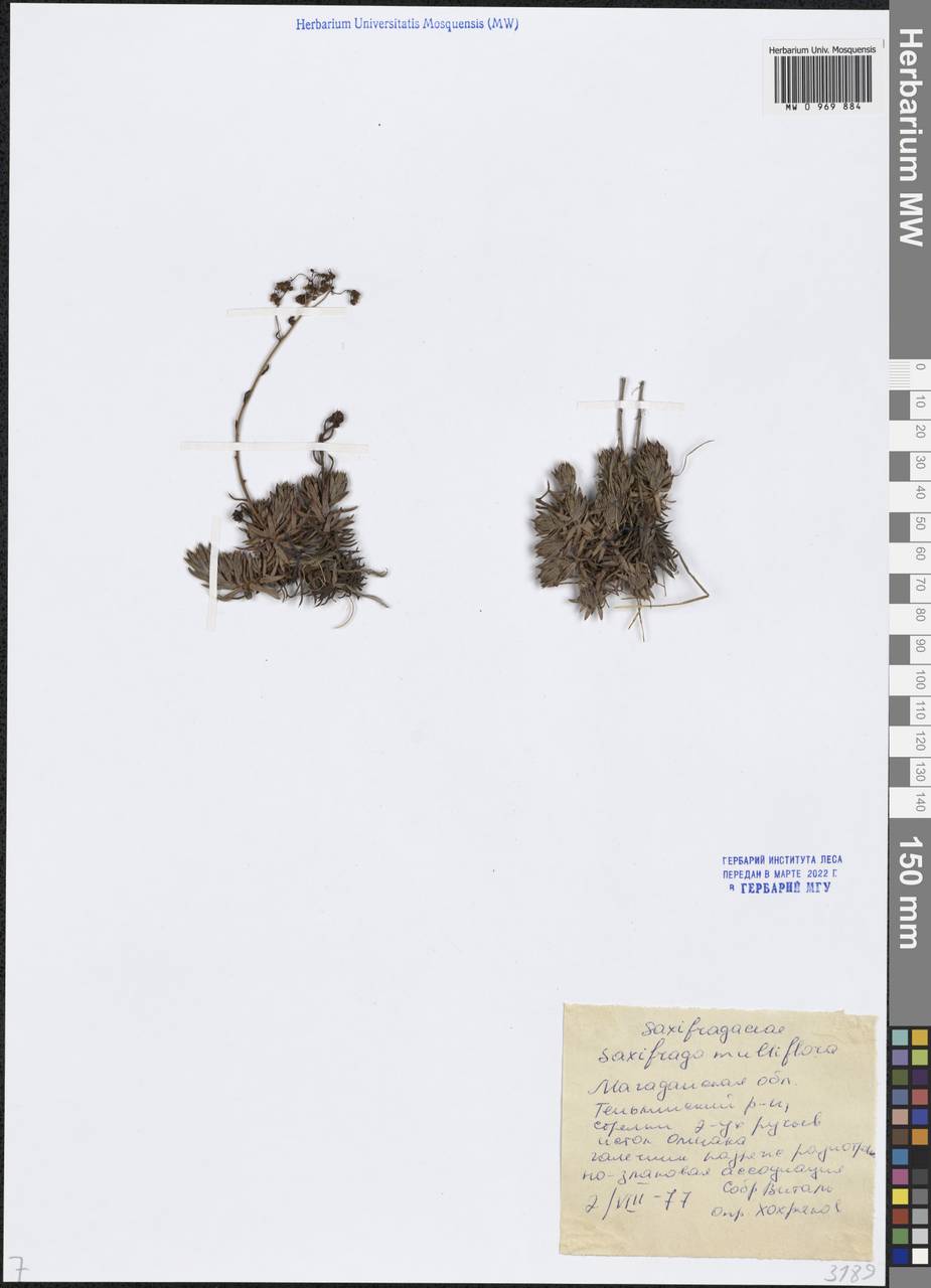 Камнеломка омолонская A. P. Khokhr., Сибирь, Чукотка и Камчатка (S7) (Россия)