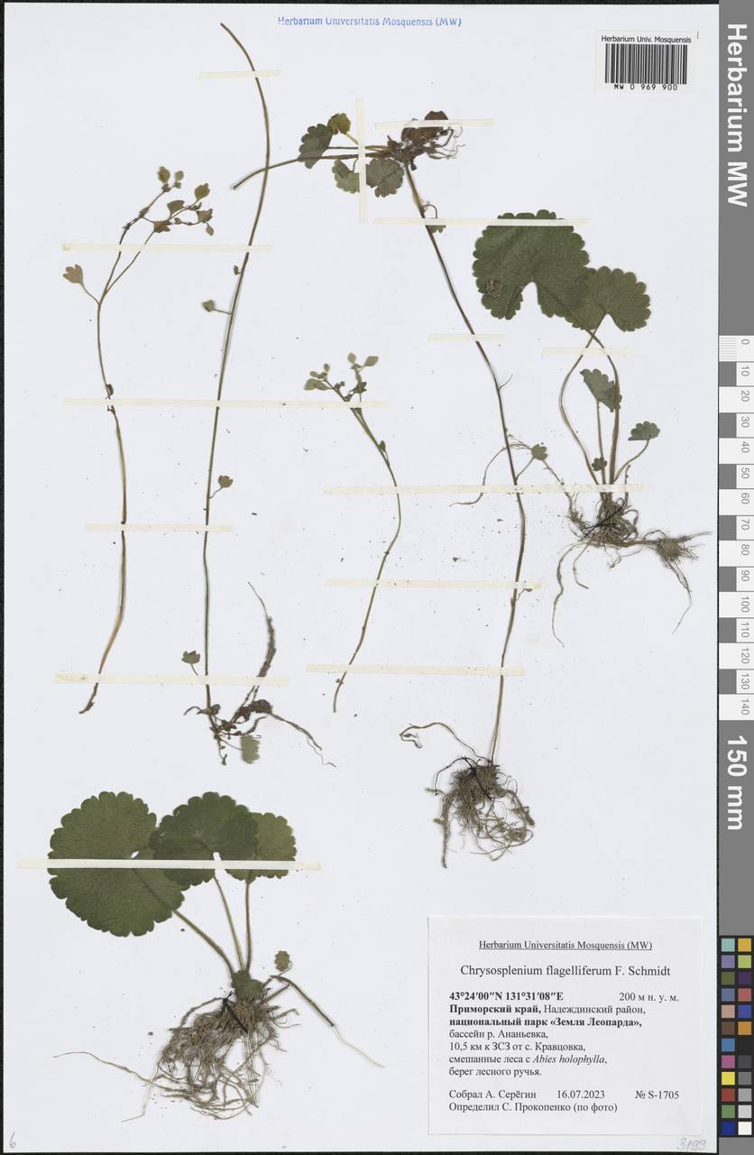 Селезеночник усатый F.Schmidt, Сибирь, Дальний Восток (S6) (Россия)