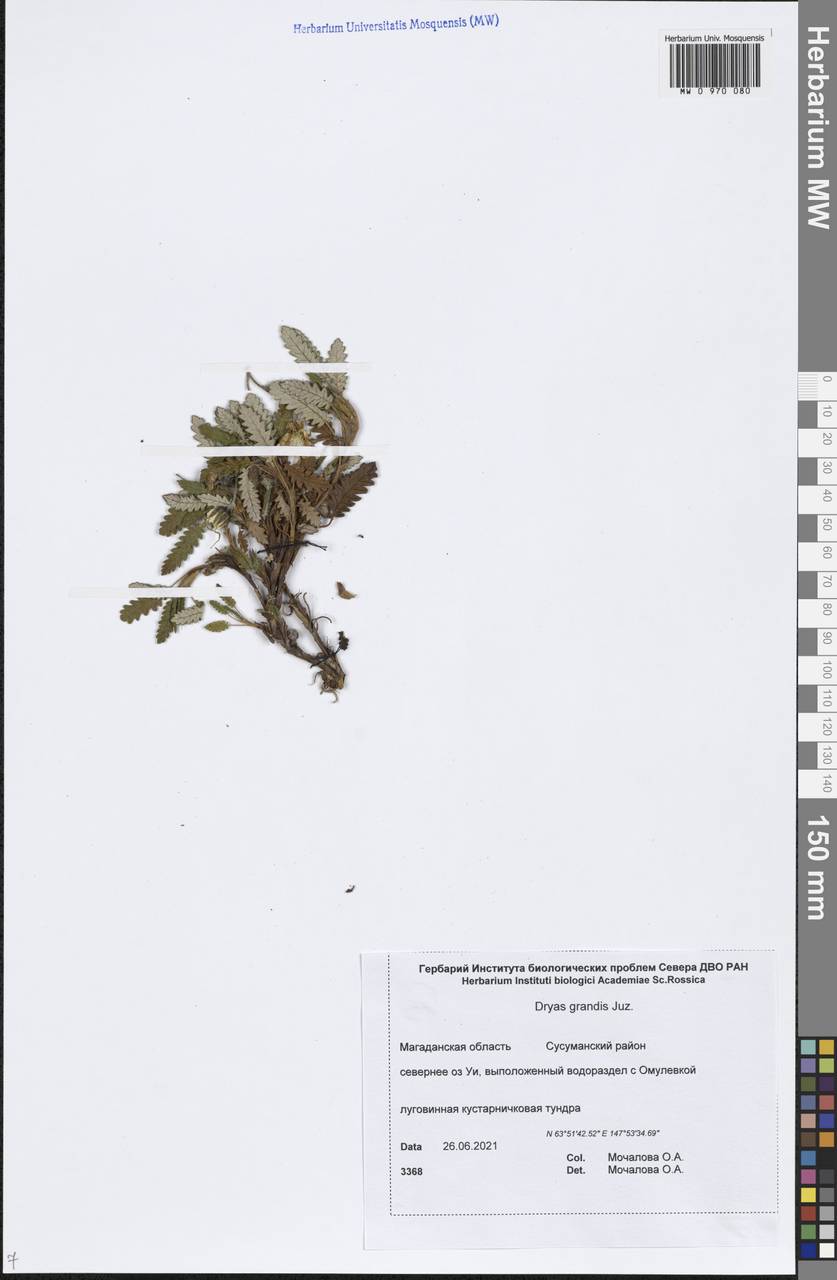Дриада крупная, Дриада большая Juz., Сибирь, Чукотка и Камчатка (S7) (Россия)