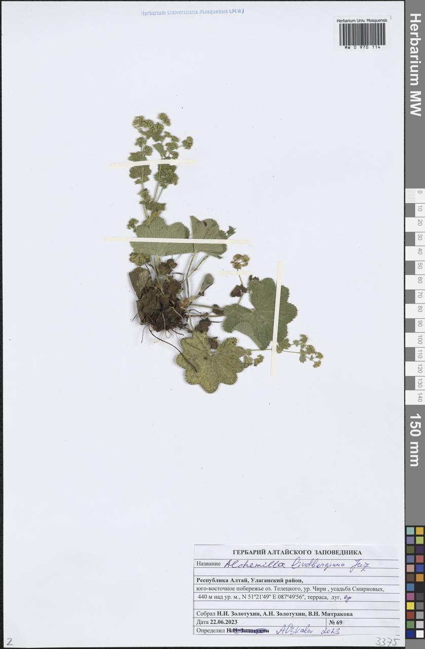 Манжетка Линдберга Juz., Сибирь, Алтай и Саяны (S2) (Россия)