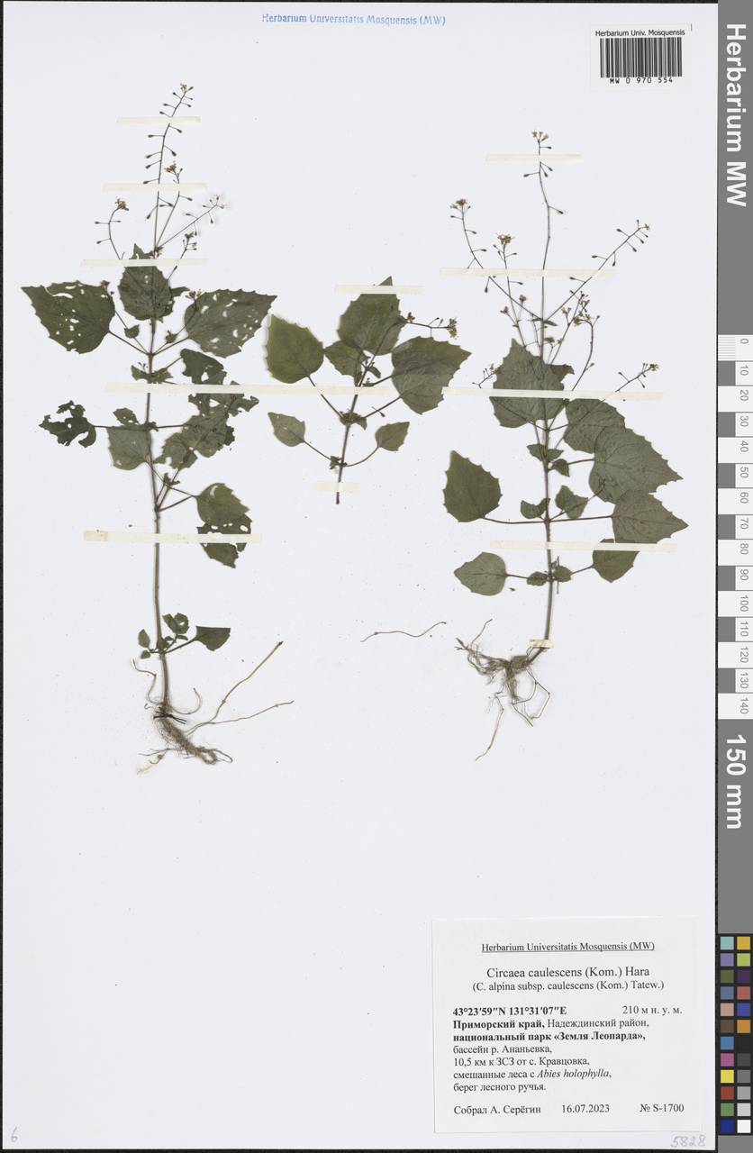 Двулепестник стеблеватая (Kom.) Tatew., Сибирь, Дальний Восток (S6) (Россия)