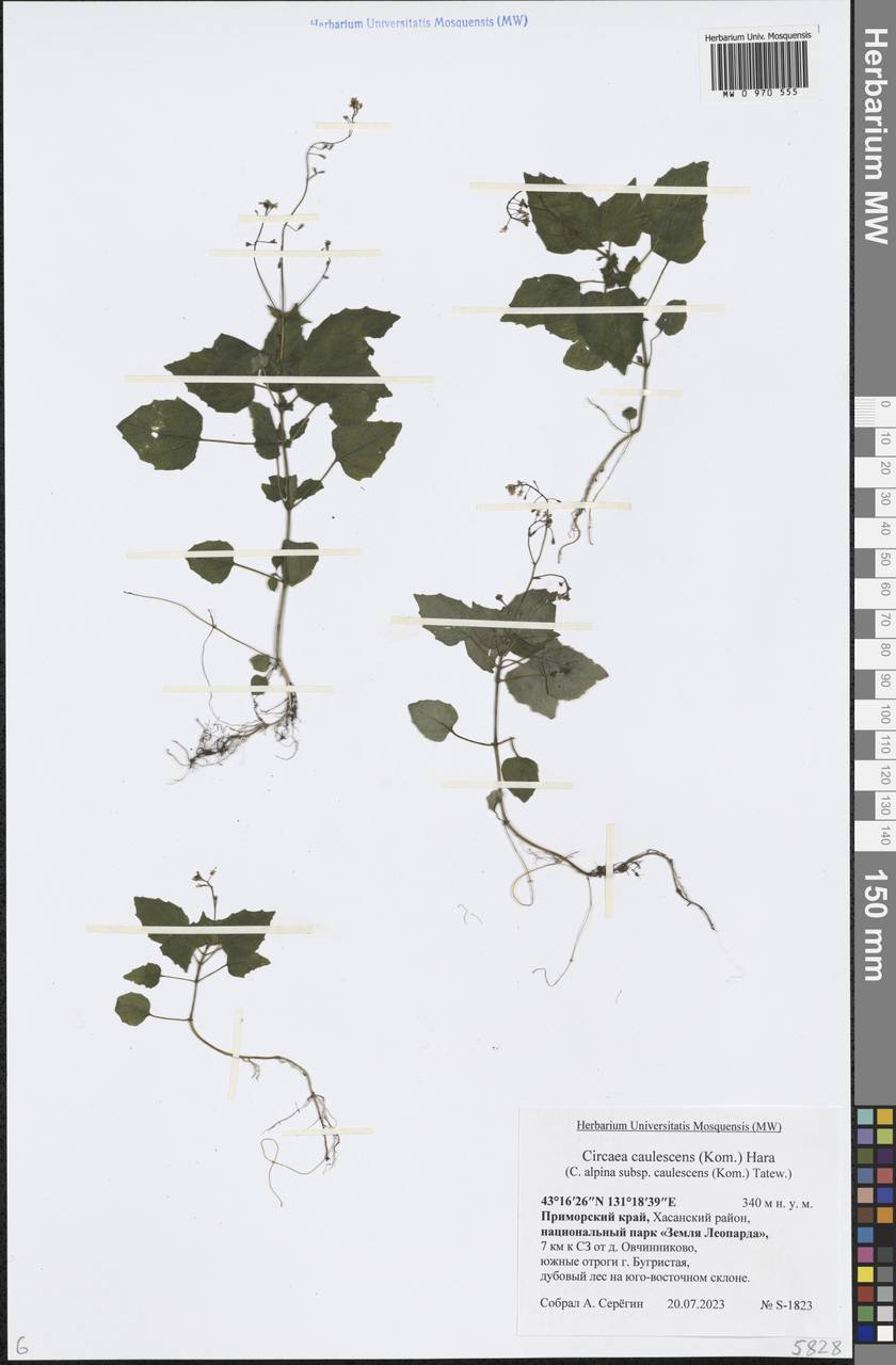 Двулепестник стеблеватая (Kom.) Tatew., Сибирь, Дальний Восток (S6) (Россия)