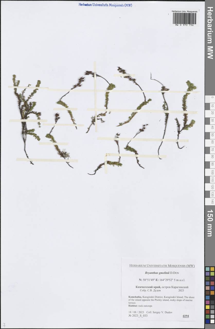 Bryanthus musciformis (Poir.) Nakai, Сибирь, Чукотка и Камчатка (S7) (Россия)