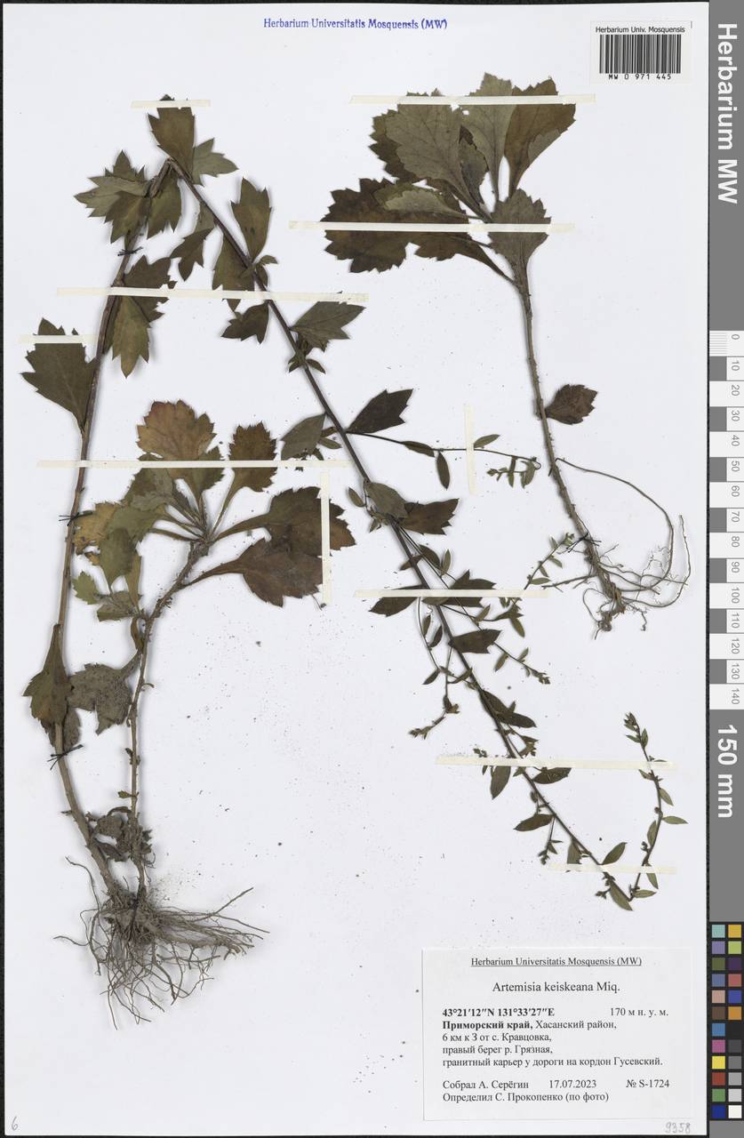 Artemisia keiskeana (Inu Yomogi)