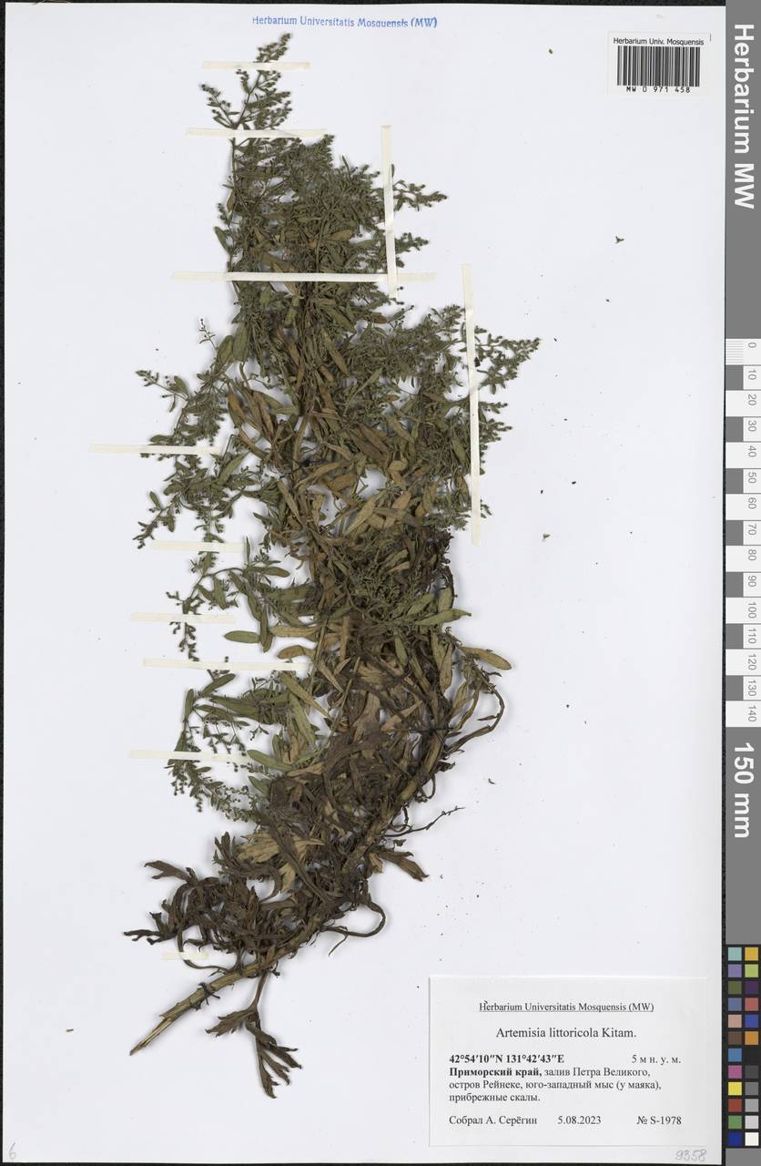 Artemisia littoricola