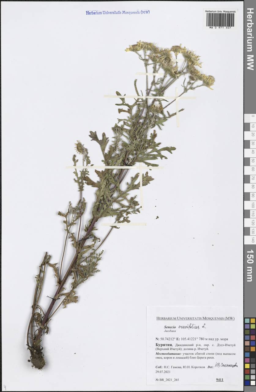 Якобея эруколистная, Сибирь, Прибайкалье и Забайкалье (S4) (Россия)