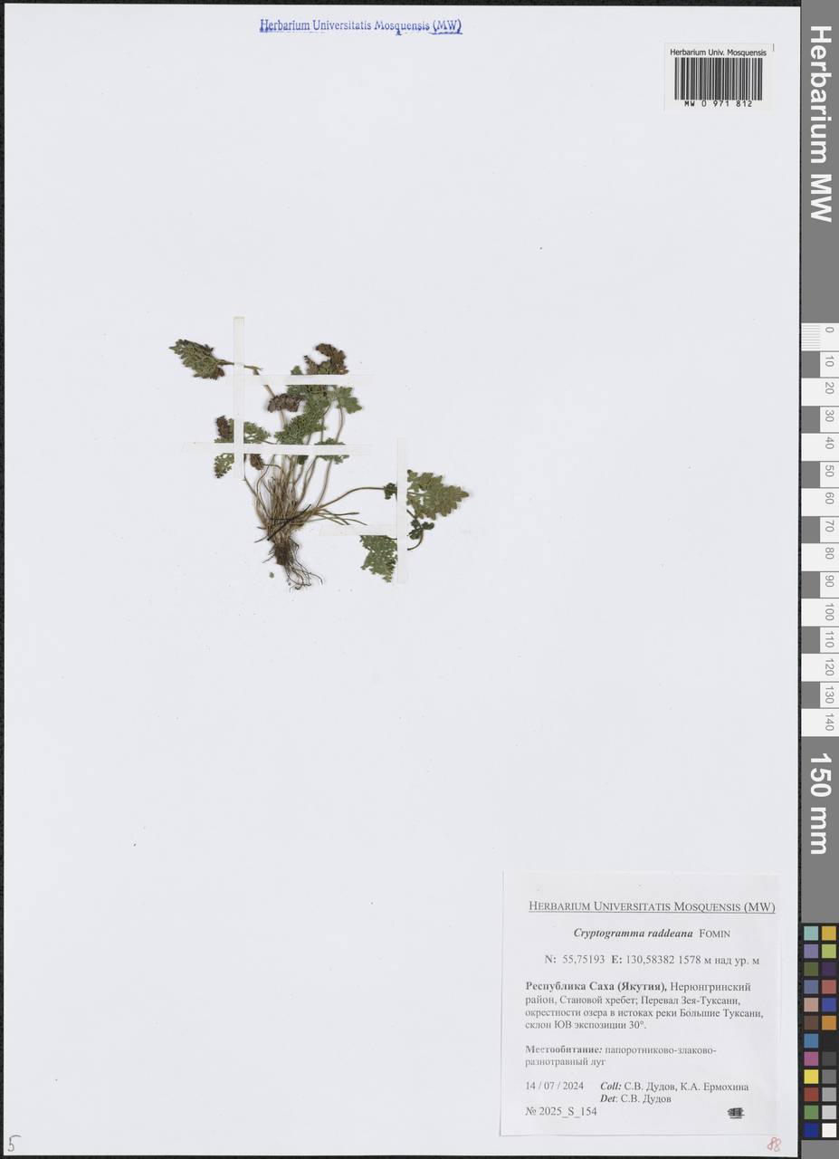 Криптограмма Радде (Fomin) Fraser-Jenk., Сибирь, Якутия (S5) (Россия)