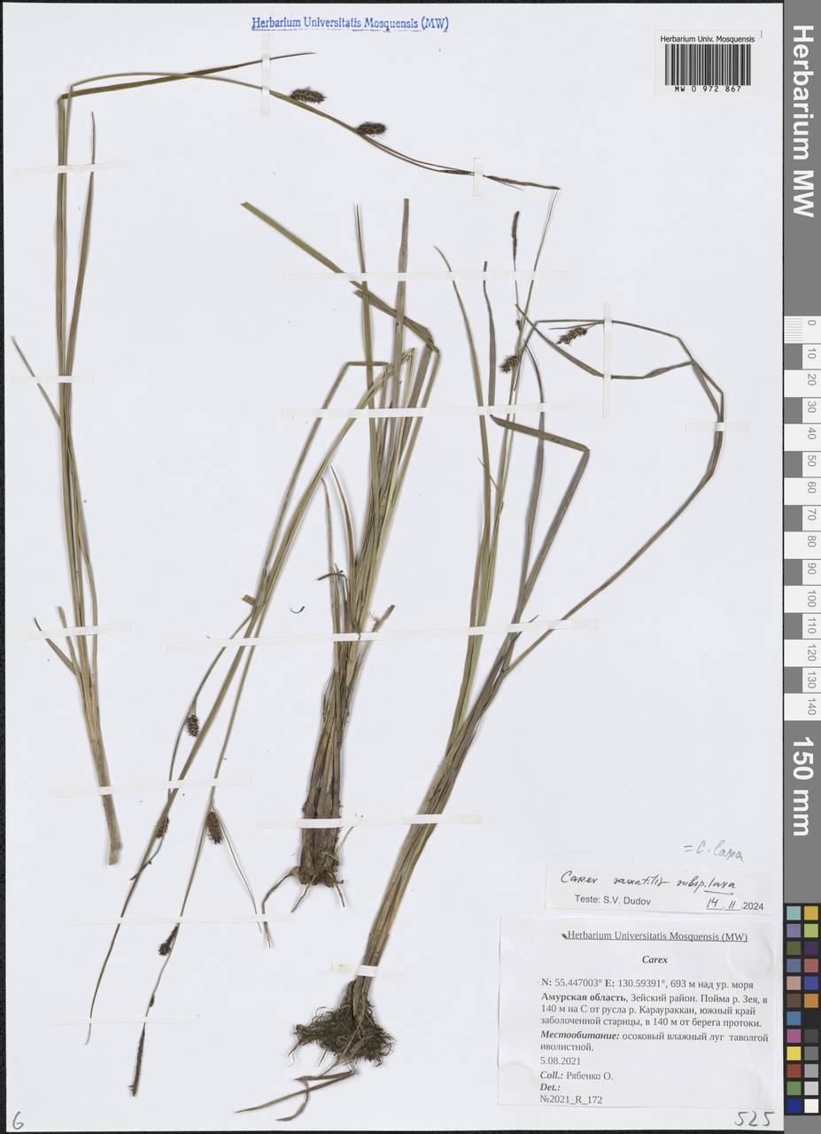 Осока рыхлая Wahlenb., Сибирь, Дальний Восток (S6) (Россия)