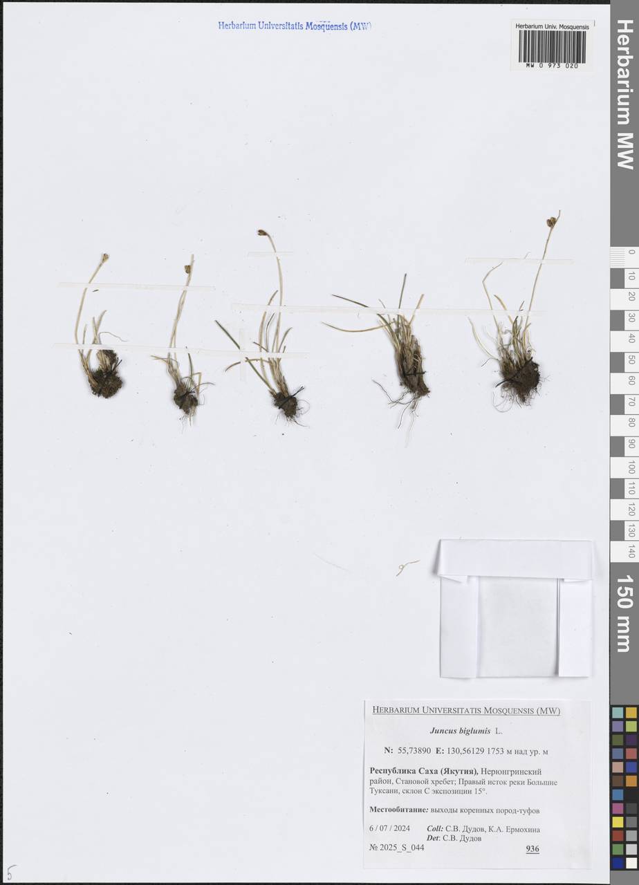 Ситник двухчешуйный L., Сибирь, Якутия (S5) (Россия)