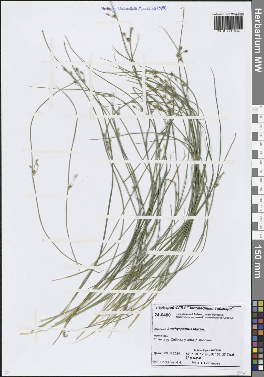 Ситник короткоприцветниковый Maxim., Сибирь, Центральная Сибирь (S3) (Россия)