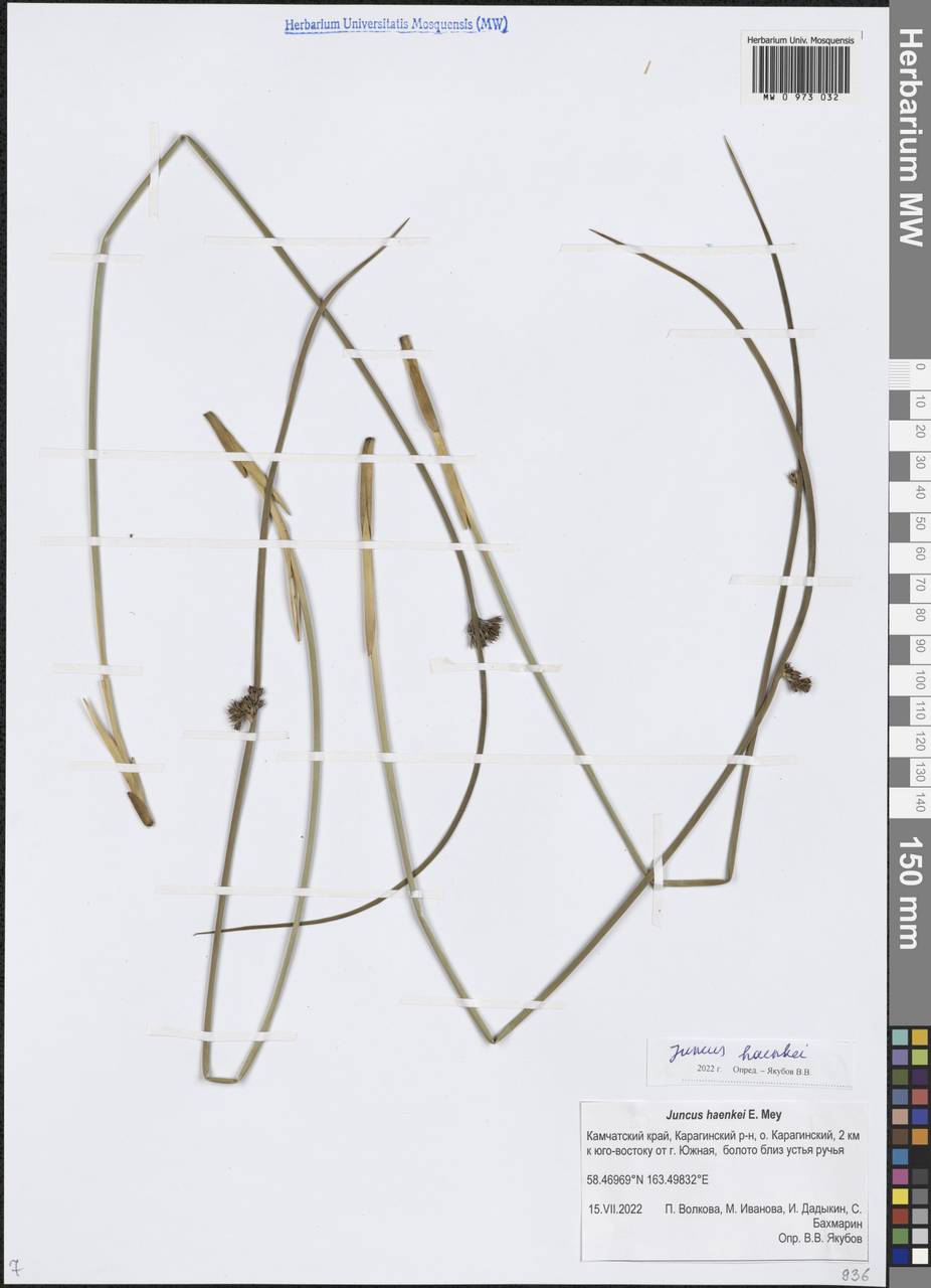 Ситник Генке E.Mey., Сибирь, Чукотка и Камчатка (S7) (Россия)