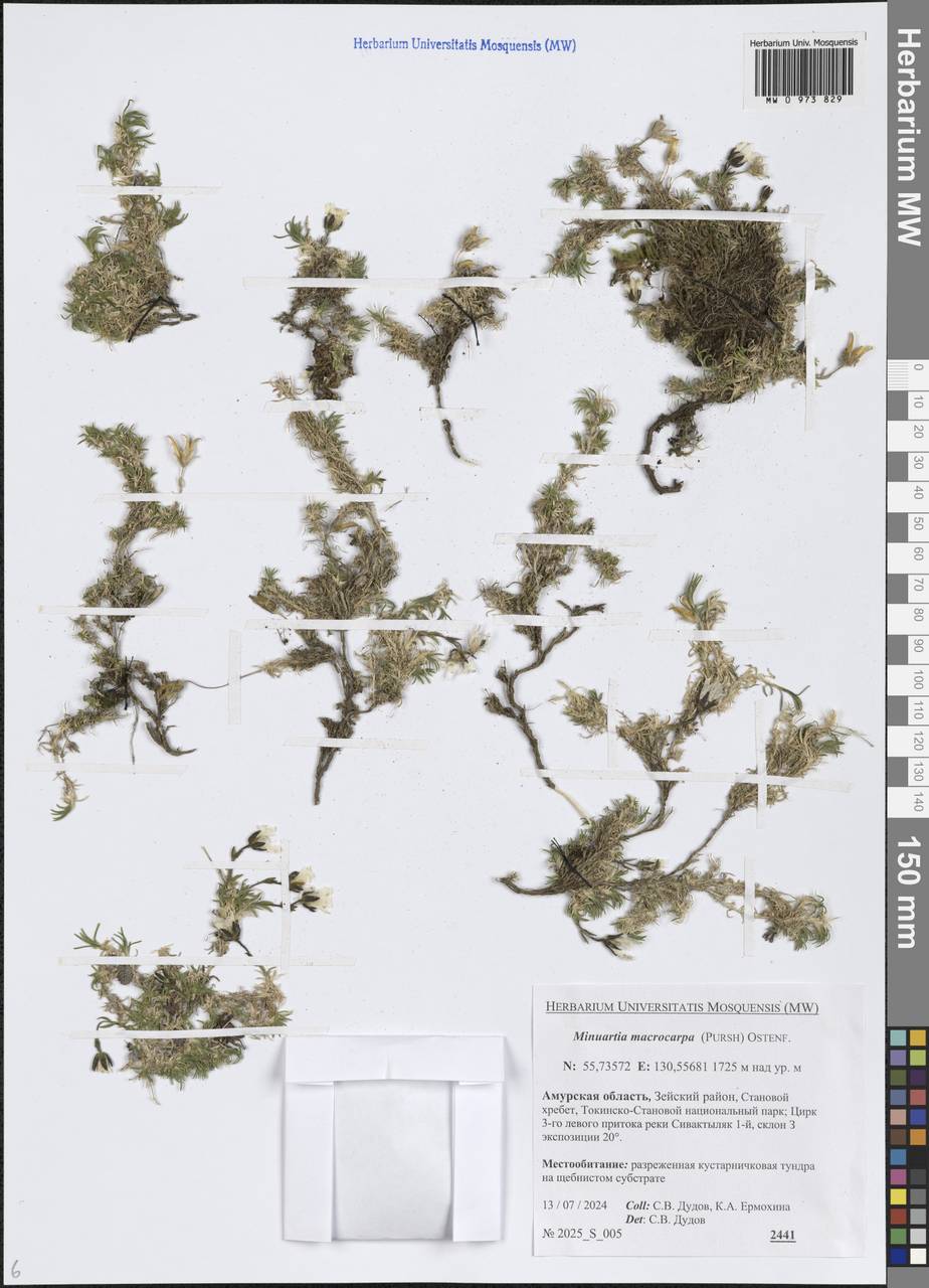 Псевдошерлерия крупноплодная (Pursh) Dillenb. & Kadereit, Сибирь, Дальний Восток (S6) (Россия)