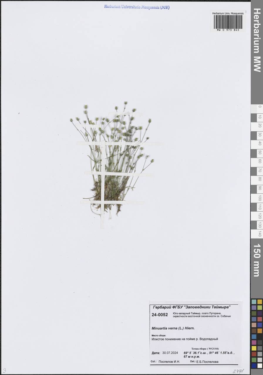Минуарция весенняя, Сибирь, Центральная Сибирь (S3) (Россия)