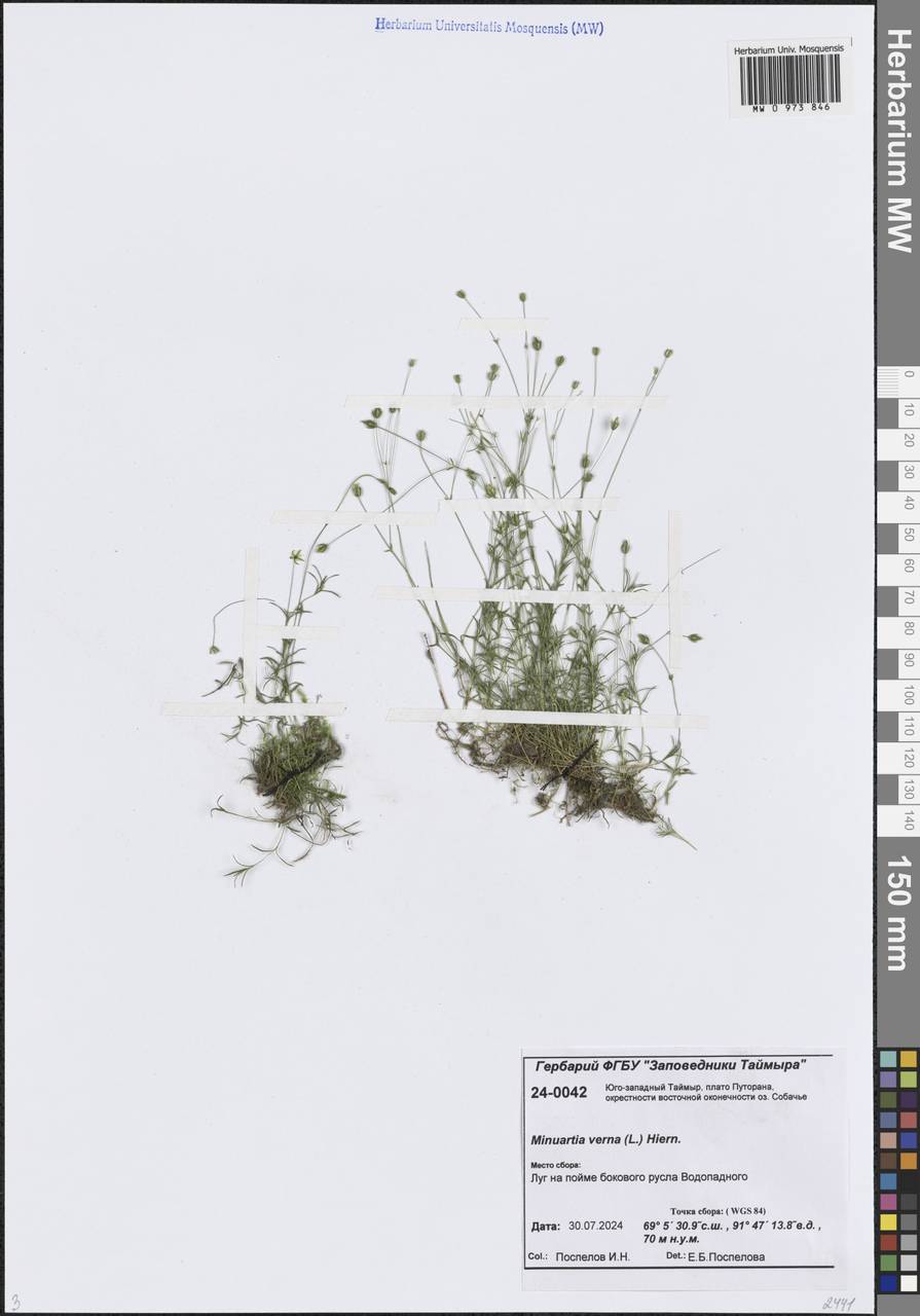 Минуарция весенняя, Сибирь, Центральная Сибирь (S3) (Россия)