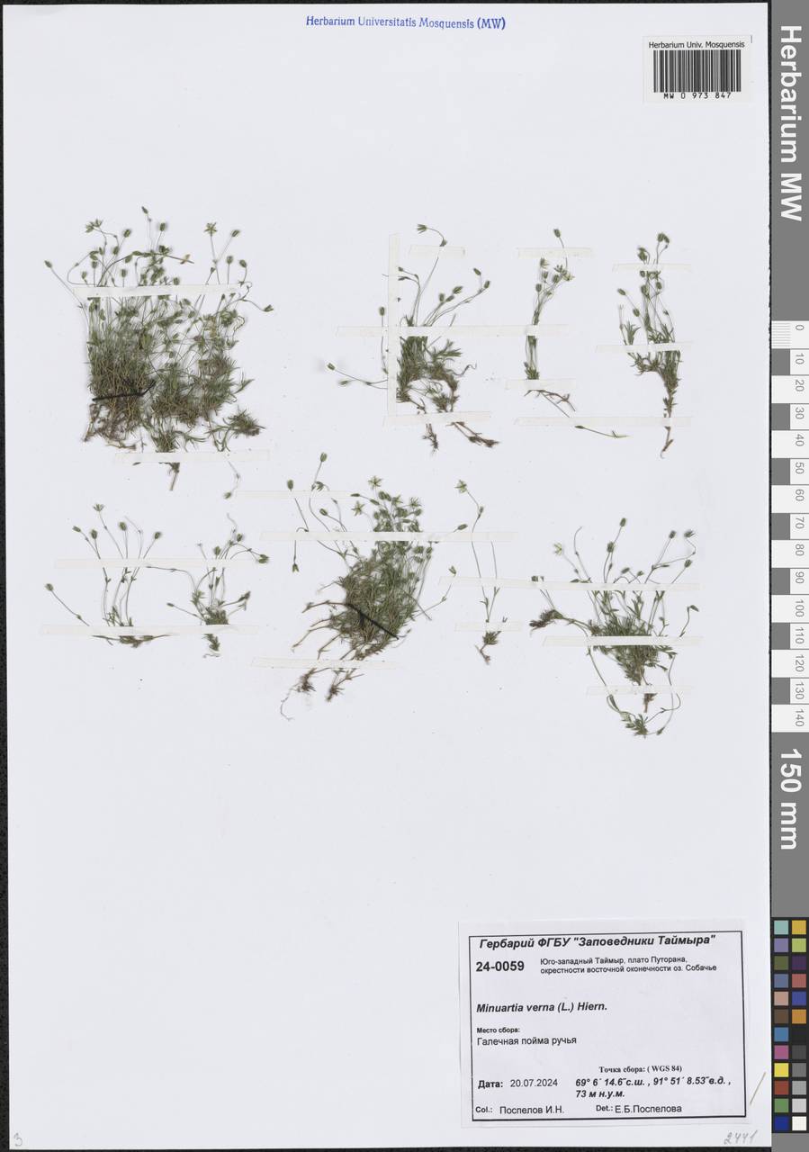 Минуарция весенняя, Сибирь, Центральная Сибирь (S3) (Россия)