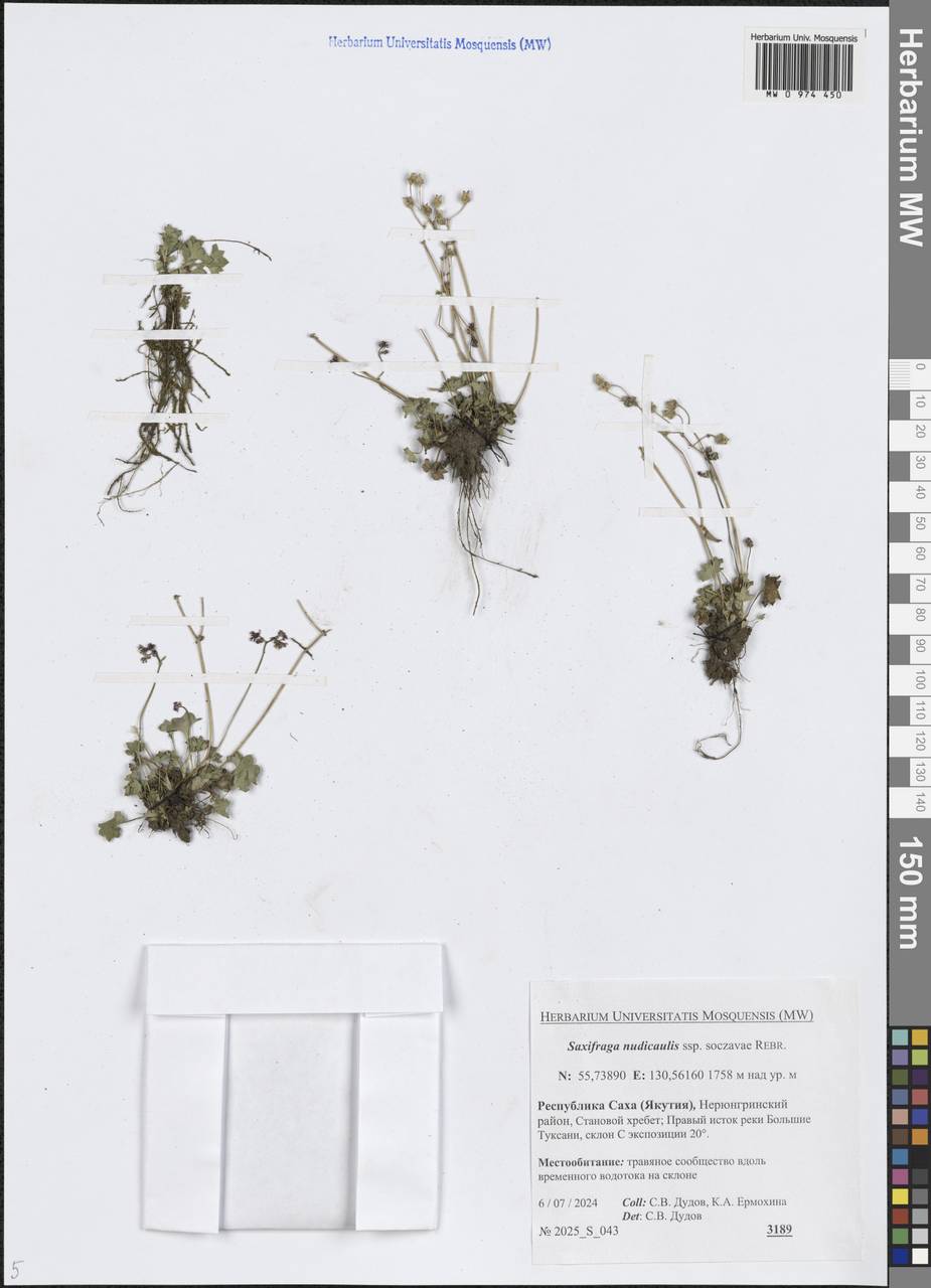 Камнеломка голостебельная (D.Don) Gornall & H.Ohba, Сибирь, Якутия (S5) (Россия)
