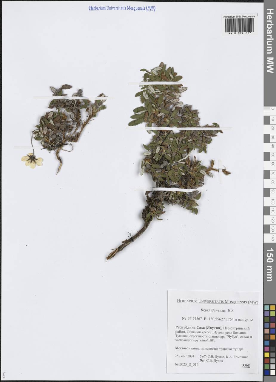Dryas octopetala subsp. ajanensis (Juz.) Hultén, Сибирь, Якутия (S5) (Россия)
