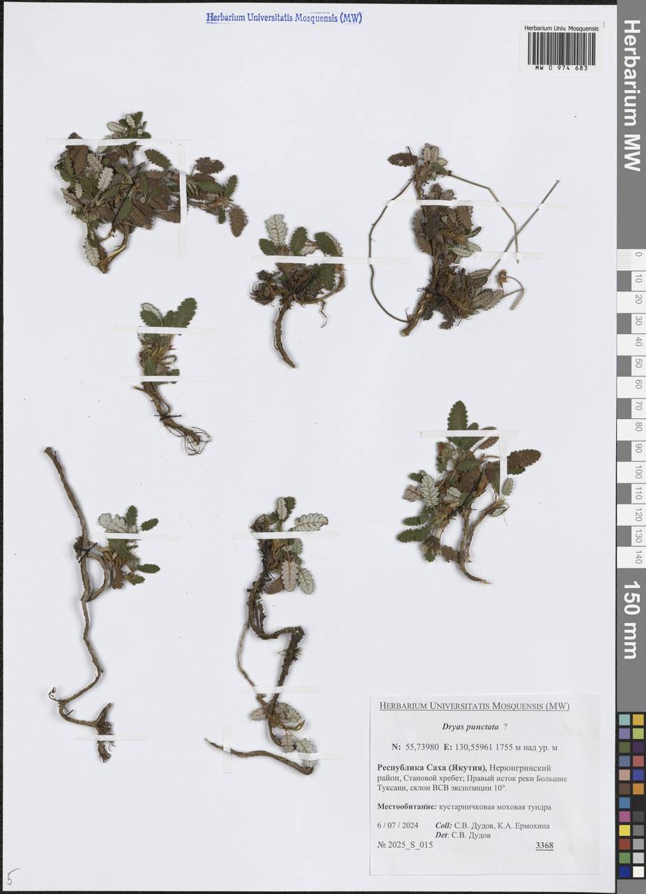 Дриада точечная (Juz.) Hultén, Сибирь, Якутия (S5) (Россия)