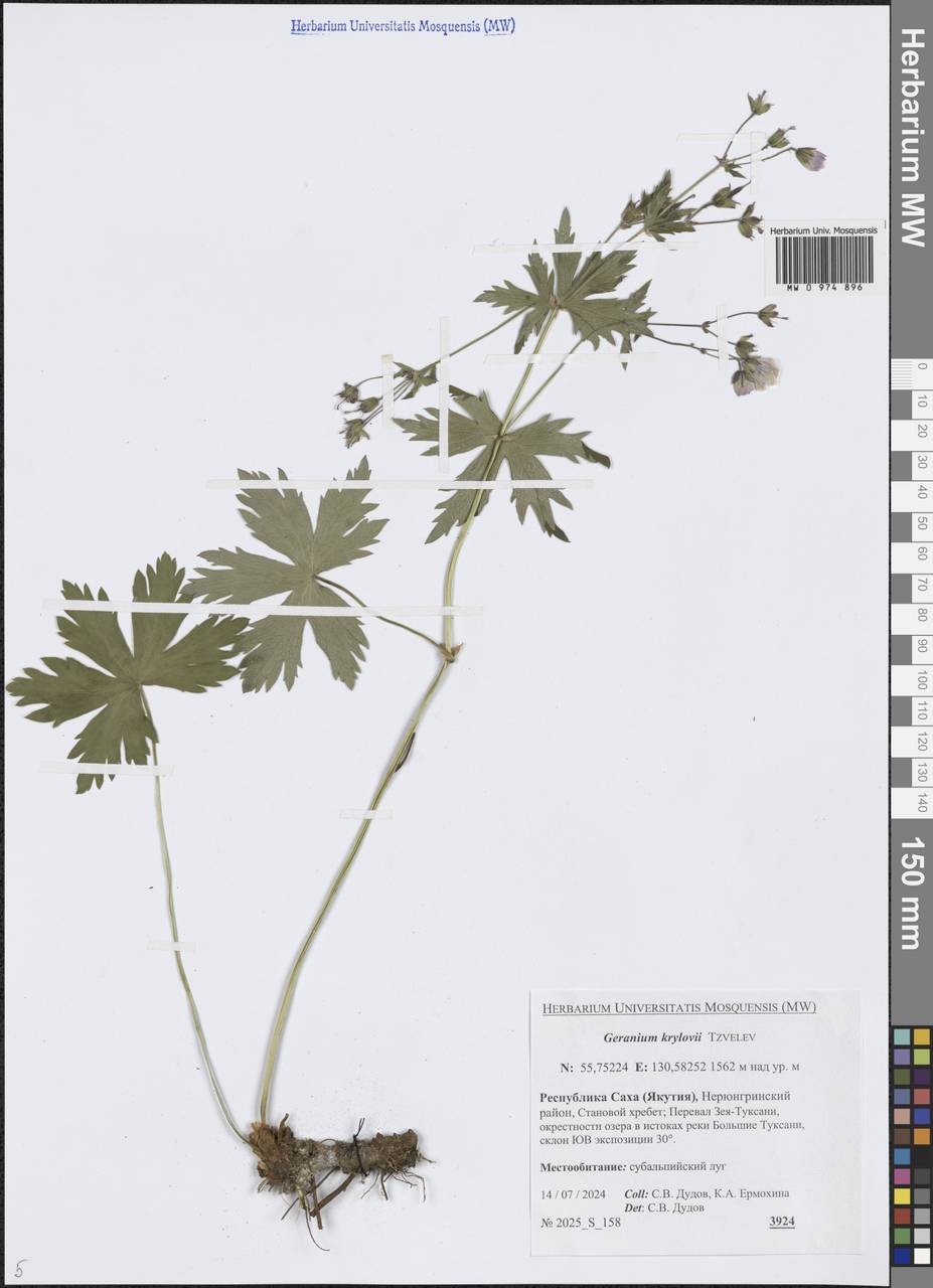 Герань белоцветковая Ledeb., Сибирь, Якутия (S5) (Россия)