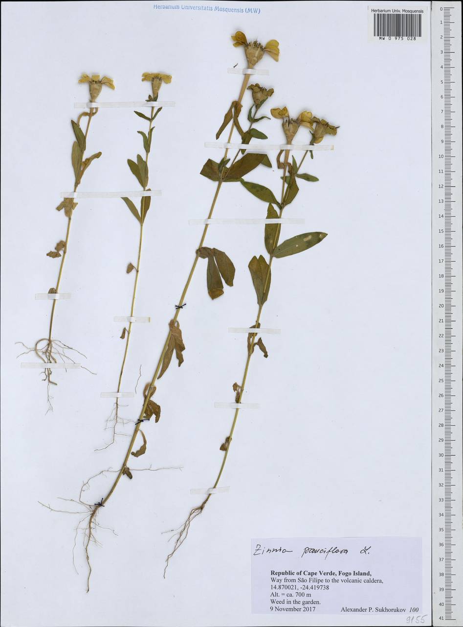 Zinnia peruviana (L.) L., Африка (AFR) (Кабо-Верде)