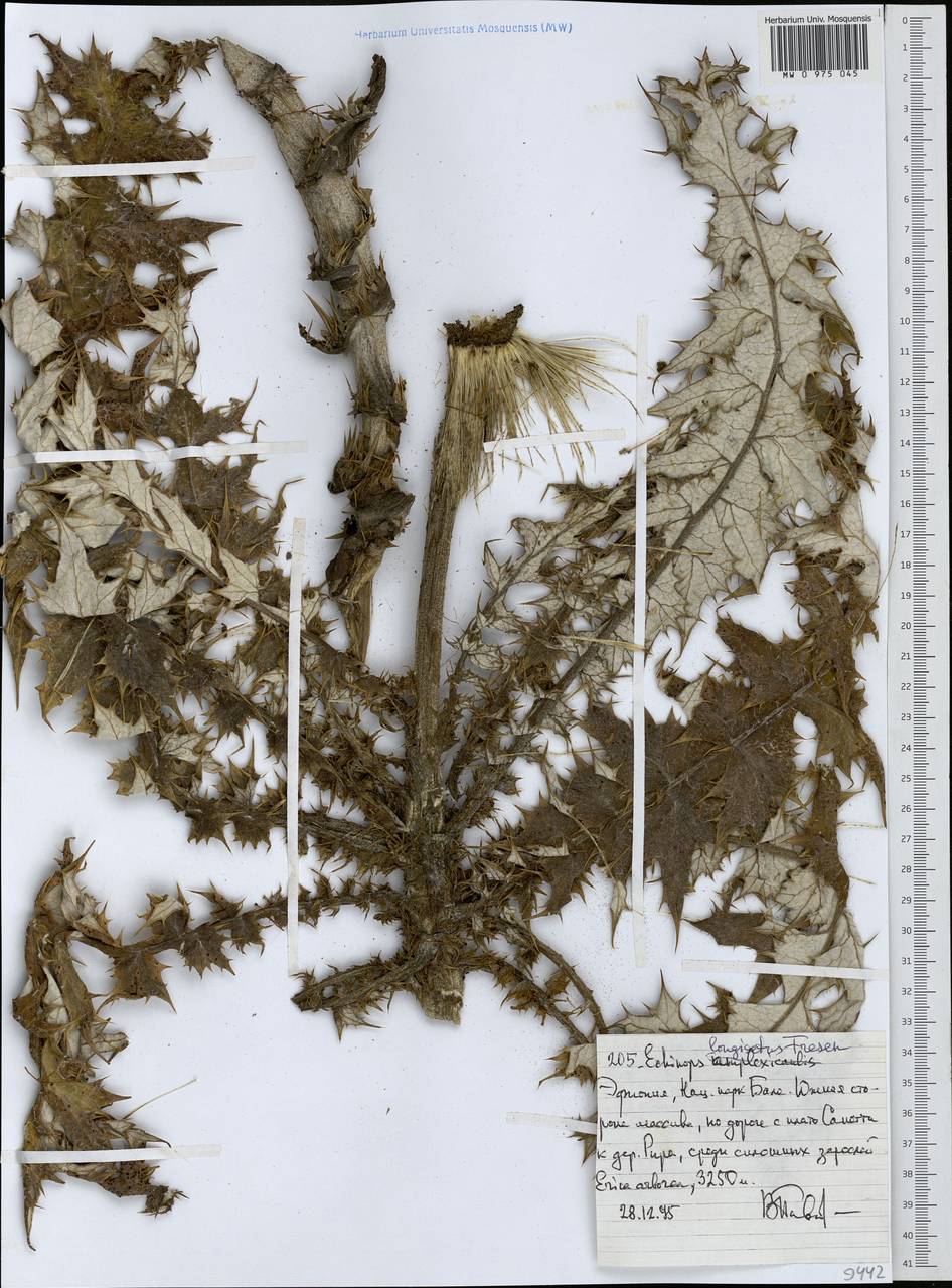 Echinops longisetus A. Rich., Африка (AFR) (Эфиопия)