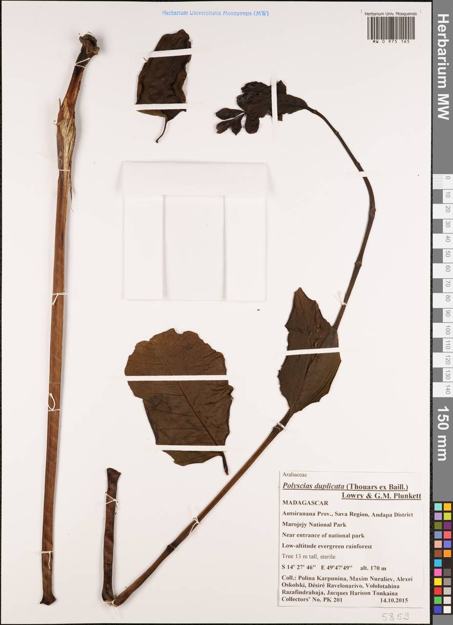 Polyscias duplicata (Thouars ex Baill.) Lowry & G.M.Plunkett, Африка (AFR) (Мадагаскар)