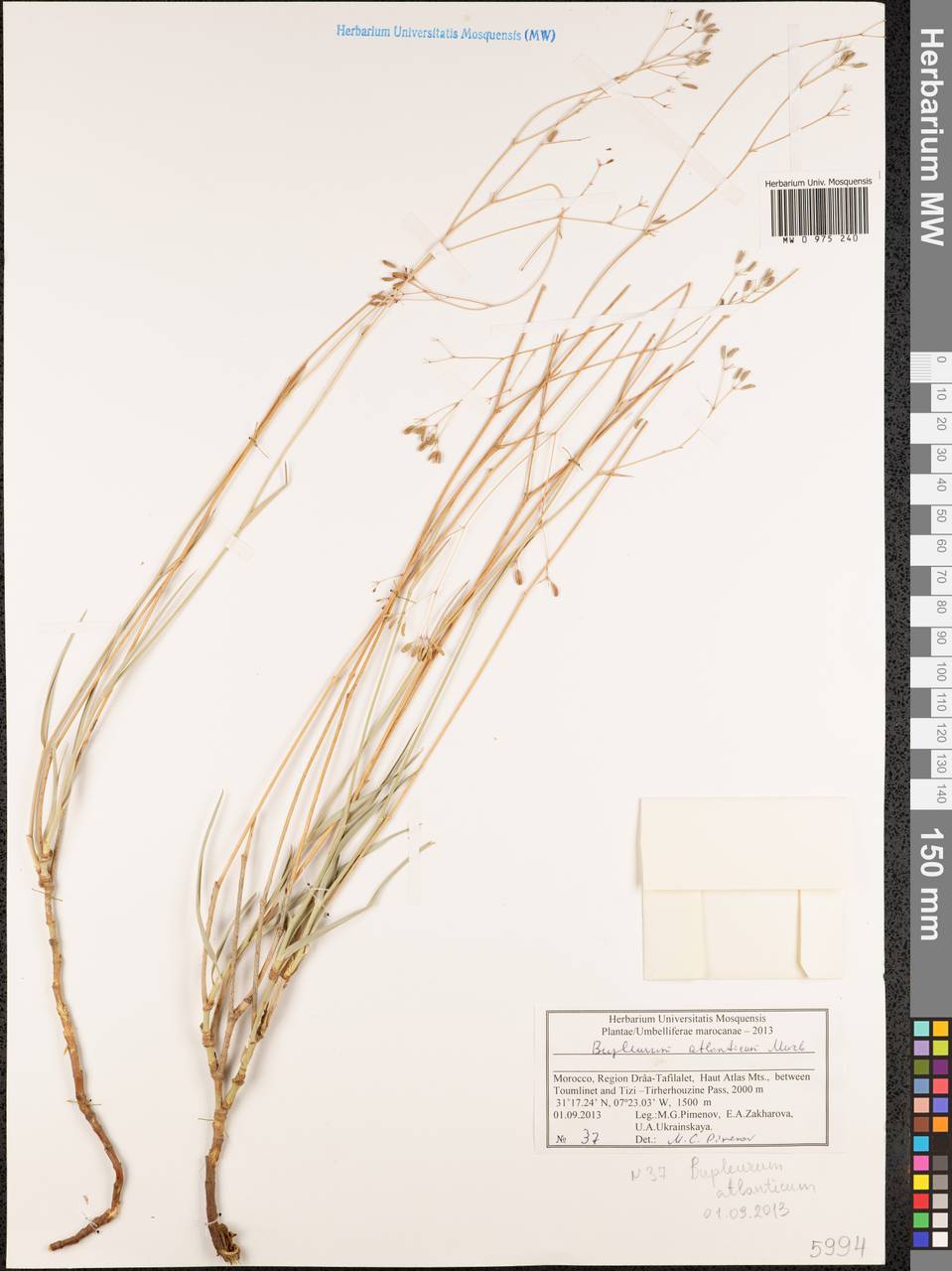 Bupleurum atlanticum Murb., Африка (AFR) (Марокко)